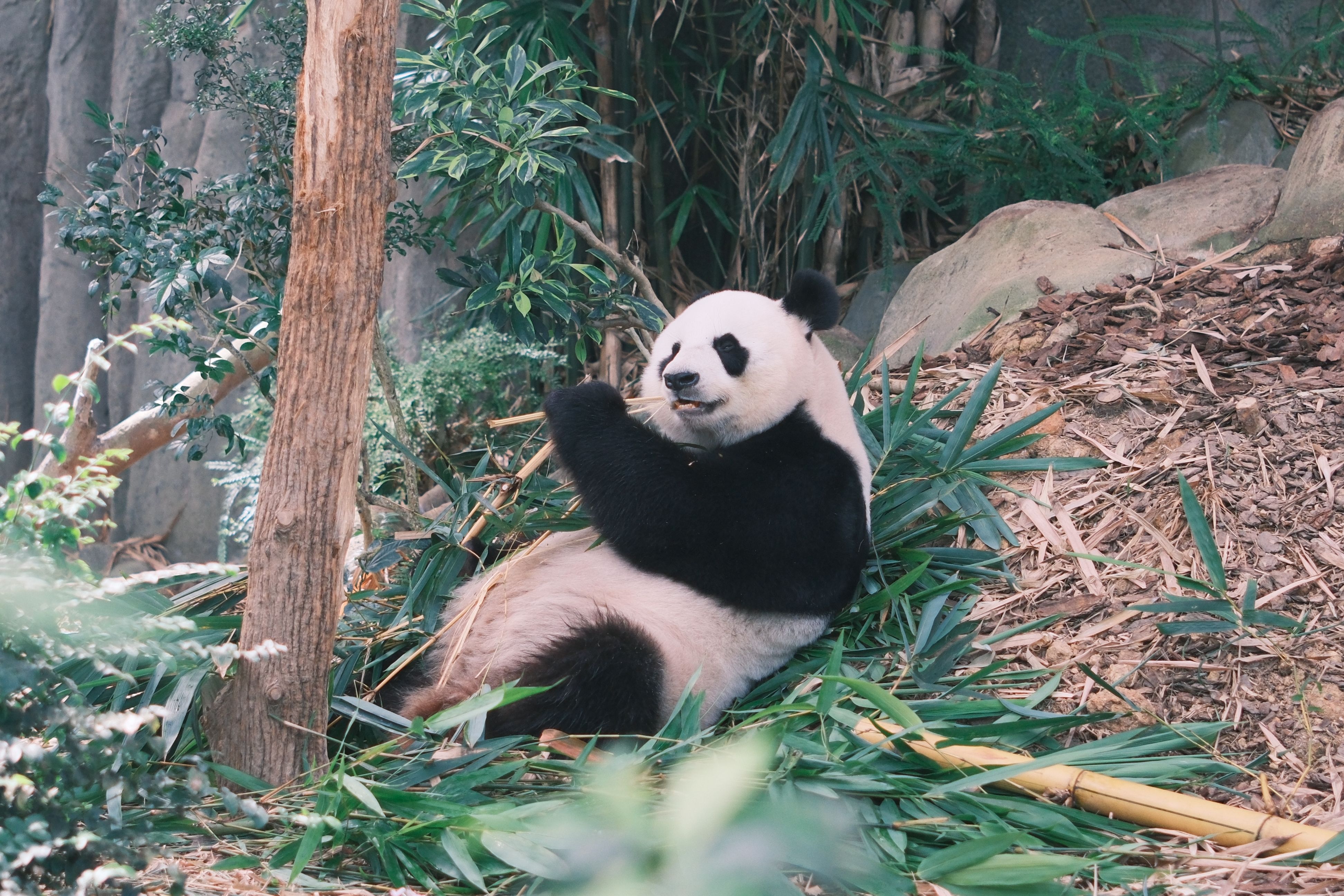 Chengdu Panda Base