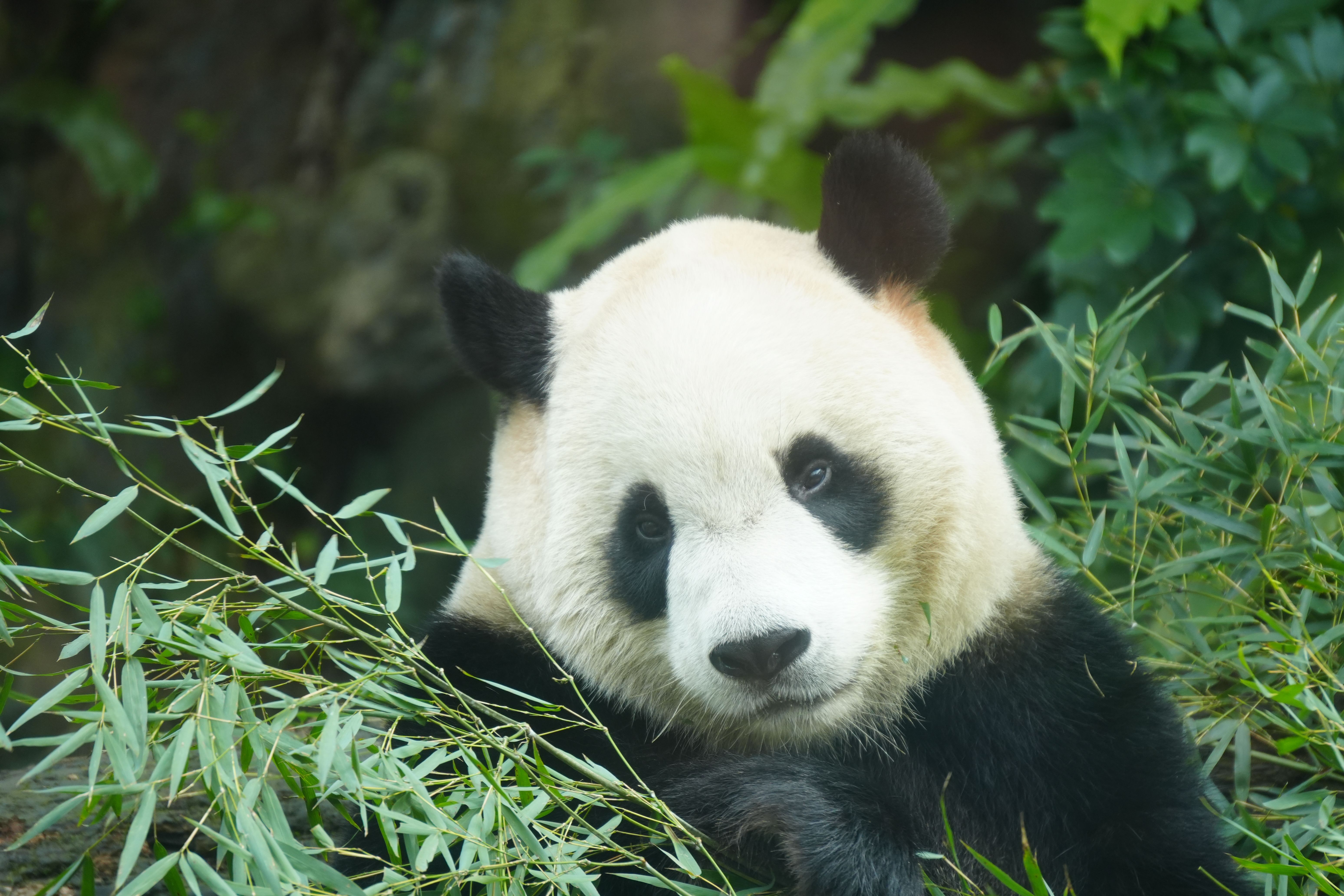 Chengdu Panda Base